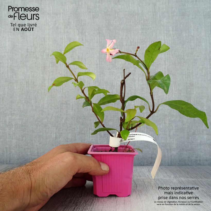 Esimerkki kesällä toimitetusta Trachelospermum asiaticum Pink Showers Taimiruukku 8/9 cm-taimesta