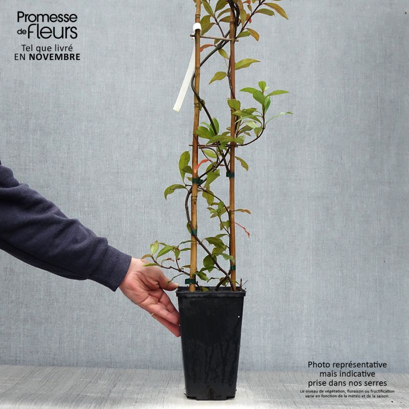 Esimerkki syksyllä toimitetusta Trachelospermum asiaticum Pink Showers 2 litran/3 litran ruukku-taimesta