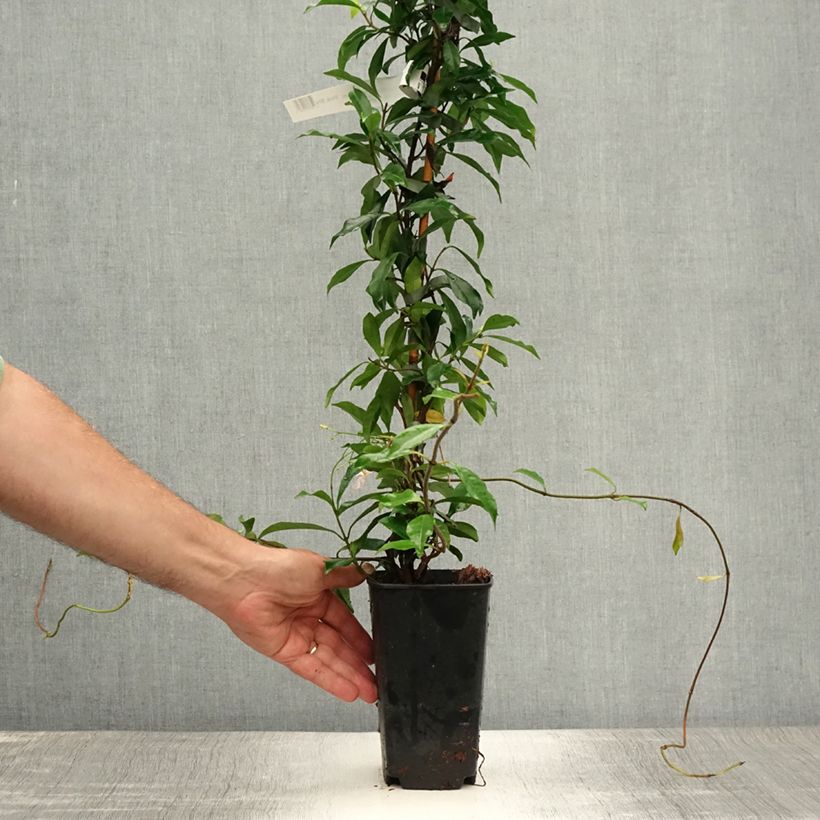 Esimerkki kesällä toimitetusta Trachelospermum asiaticum Pink Showers Ruukku 2L / 3L-taimesta