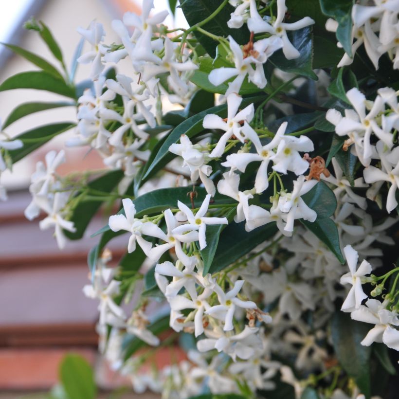 Tähtijasmiini - Trachelospermum jasminoides (Flowering)