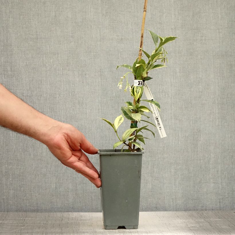 Esimerkki kesällä toimitetusta Tähtijasmiini Sun Lover Pot de 1,5L/2L-taimesta
