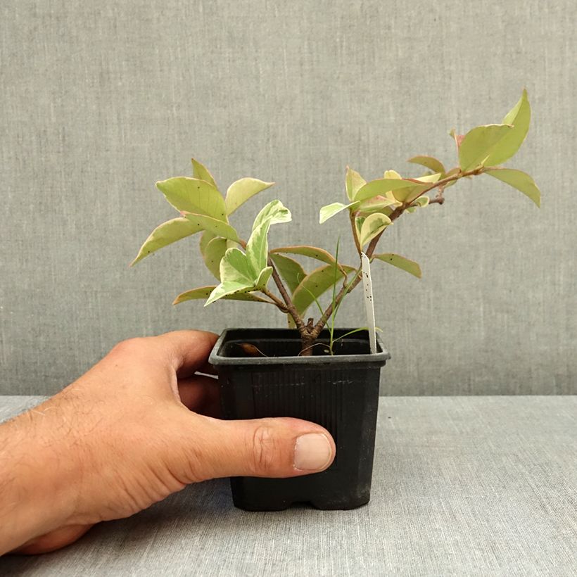 Esimerkki kesällä toimitetusta Tähtijasmiini Variegatum 8/9 cm taimiruukku-taimesta