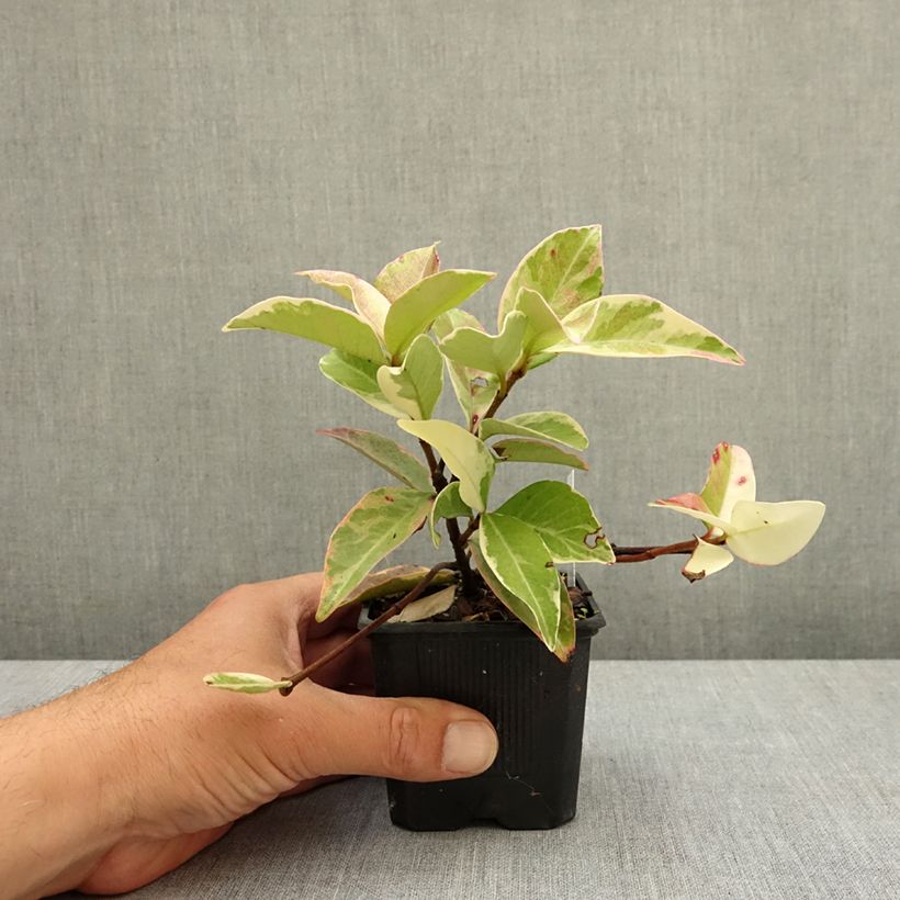 Esimerkki keväällä toimitetusta Tähtijasmiini Variegatum Taimiruukku 8/9 cm-taimesta