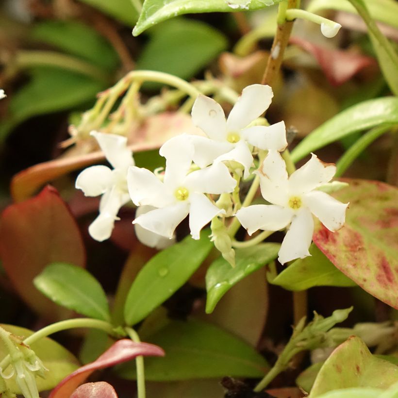 Tähtijasmiini Winter Ruby (Kukinta)