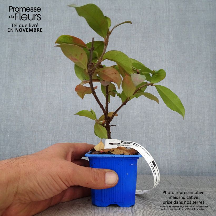 Esimerkki syksyllä toimitetusta Trachelospermum jasminoides Winter Ruby - Jasmin étoilé Godet de 8/9 cm-taimesta