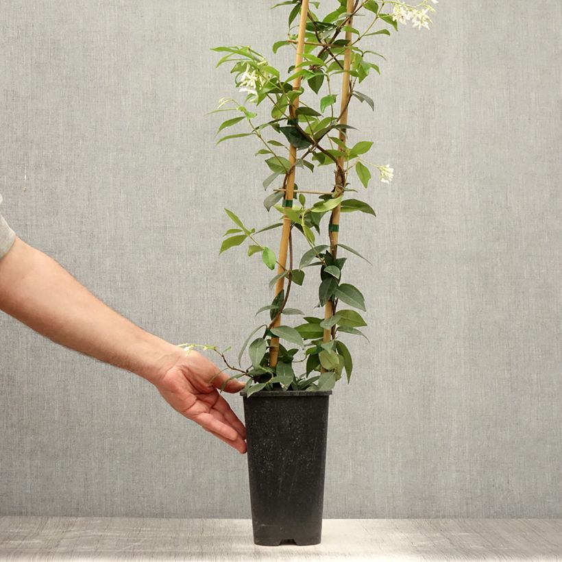 Esimerkki kesällä toimitetusta Tähtijasmiini Winter Ruby Pot de 2L/3L-taimesta