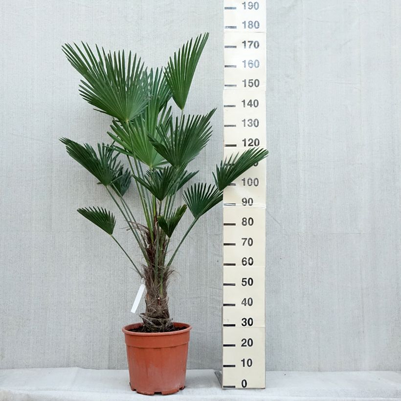 Esimerkki syksyllä toimitetusta Kuitupalmu - Trachycarpus wagnerianus 12 litran/15 litran ruukku, Korkea runko-taimesta