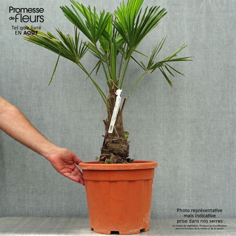 Esimerkki kesällä toimitetusta Kuitupalmu - Trachycarpus wagnerianus Ruukku 12L / 15L, Haute-Tige-taimesta