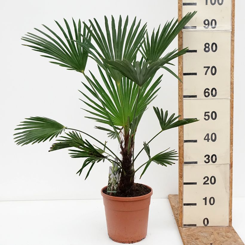 Esimerkki syksyllä toimitetusta Kuitupalmu - Trachycarpus wagnerianus 6 litran/7 litran ruukku-taimesta