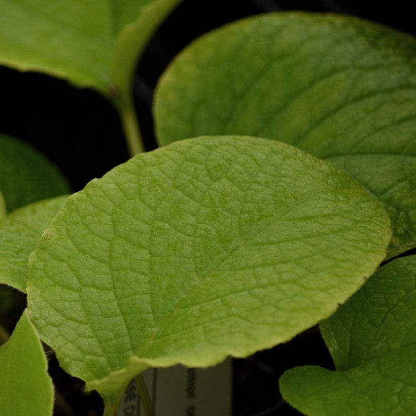 Vårgurkört - Trachystemon orientalis (Lehvistö)