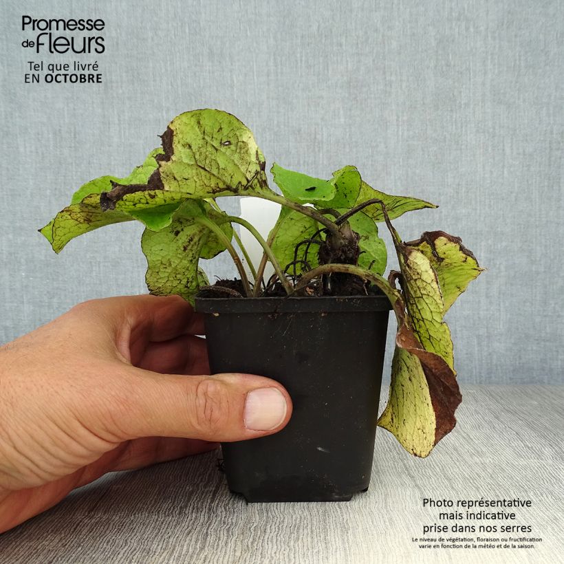 Esimerkki syksyllä toimitetusta Vårgurkört - Trachystemon orientalis 8/9 cm taimiruukku-taimesta
