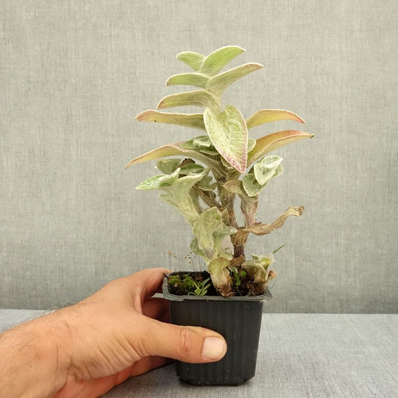 Esimerkki kesällä toimitetusta Nukkajuoru - Tradescantia sillamontana 8/9 cm taimiruukku-taimesta