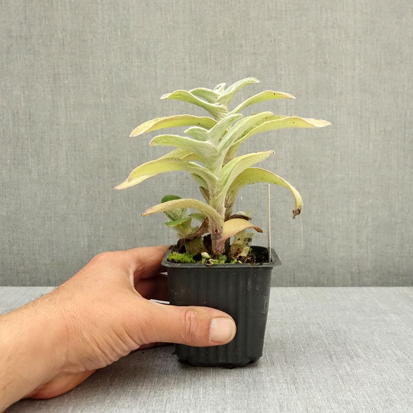 Esimerkki keväällä toimitetusta Nukkajuoru - Tradescantia sillamontana 8/9 cm taimiruukku-taimesta
