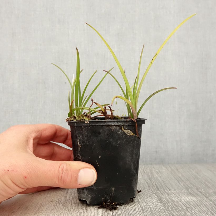 Esimerkki keväällä toimitetusta Juoru Brevicaulis Godet de 8/9 cm-taimesta