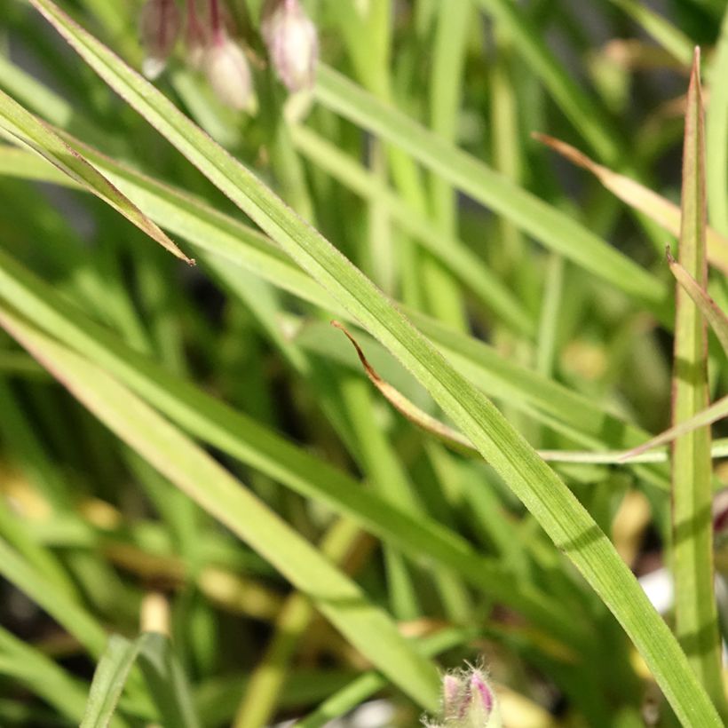 Juoru Brevicaulis (Lehvistö)