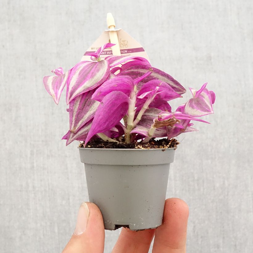 Esimerkki keväällä toimitetusta Kirjojuoru Pink Paradise Minikasvi-taimesta