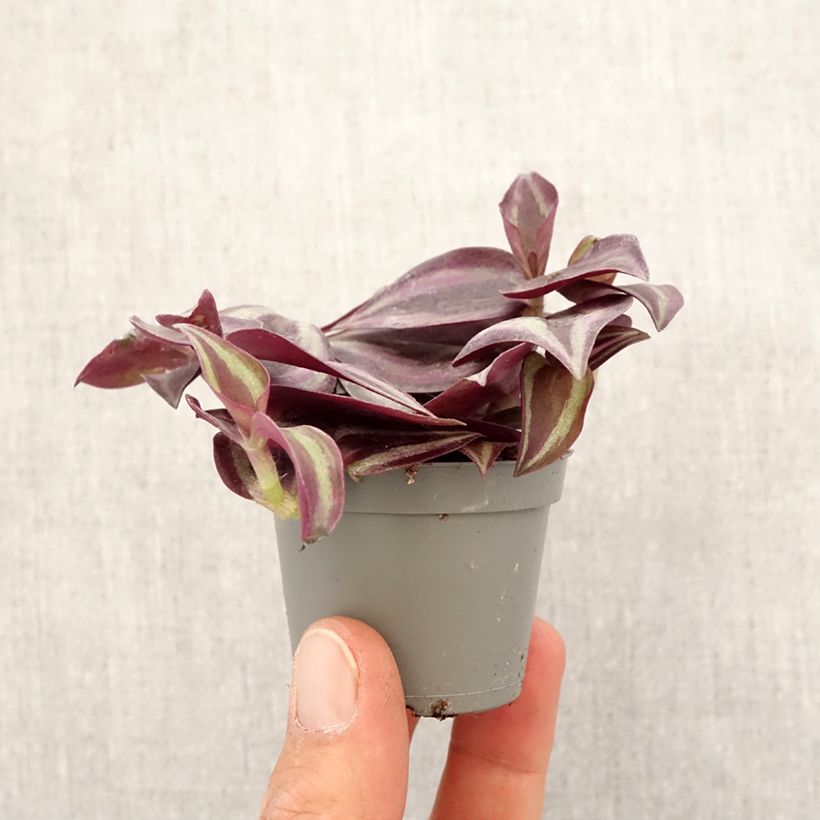 Esimerkki keväällä toimitetusta Kirjojuoru Purple Joy Minikasvi-taimesta