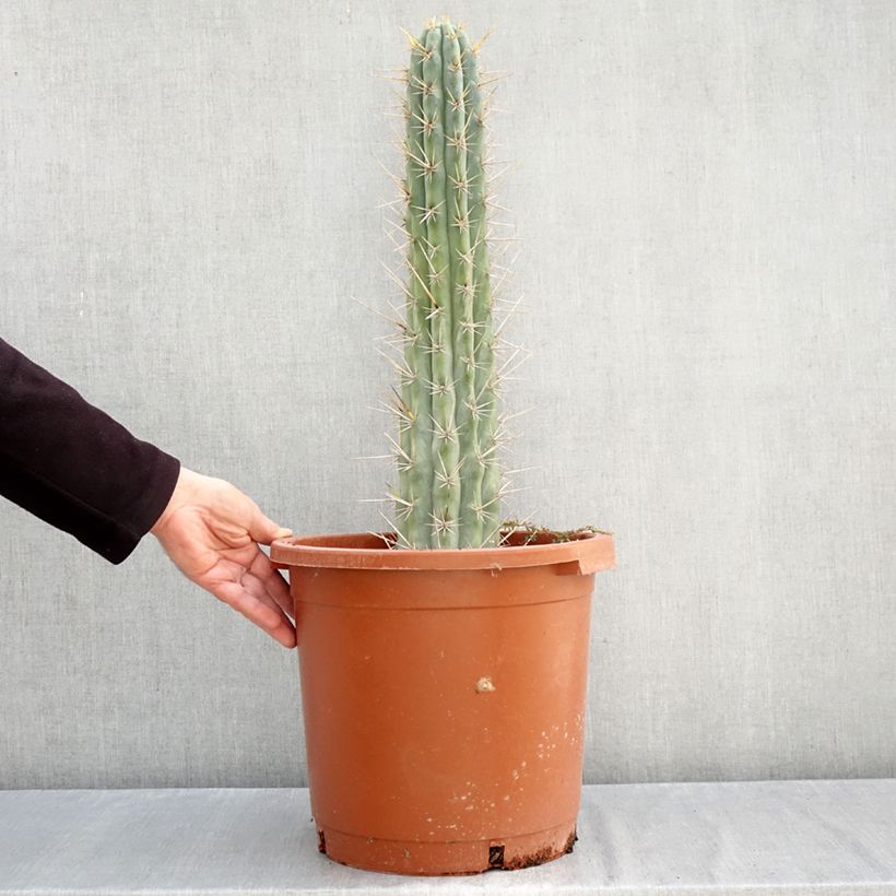 Esimerkki syksyllä toimitetusta Trichocereus cuzcoensis 12 litran/15 litran ruukku-taimesta