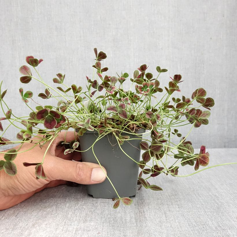Esimerkki syksyllä toimitetusta Valkoapila Dark Debbie 8/9 cm taimiruukku-taimesta