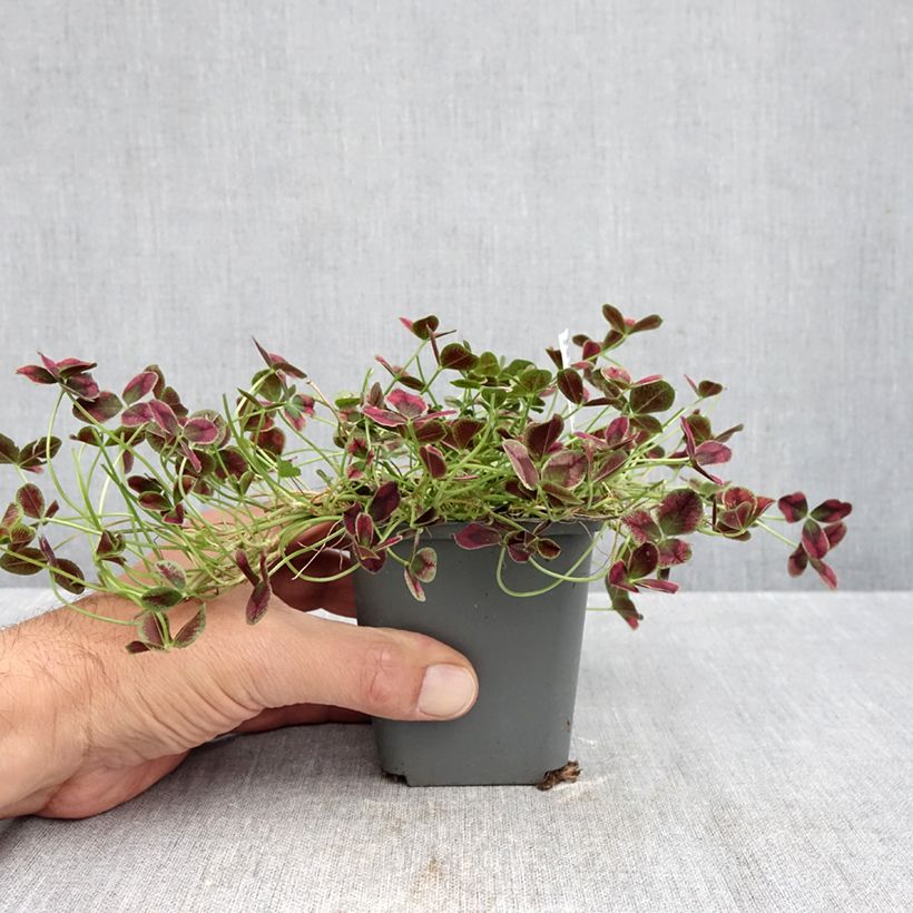 Esimerkki syksyllä toimitetusta Valkoapila Estelle 8/9 cm taimiruukku-taimesta