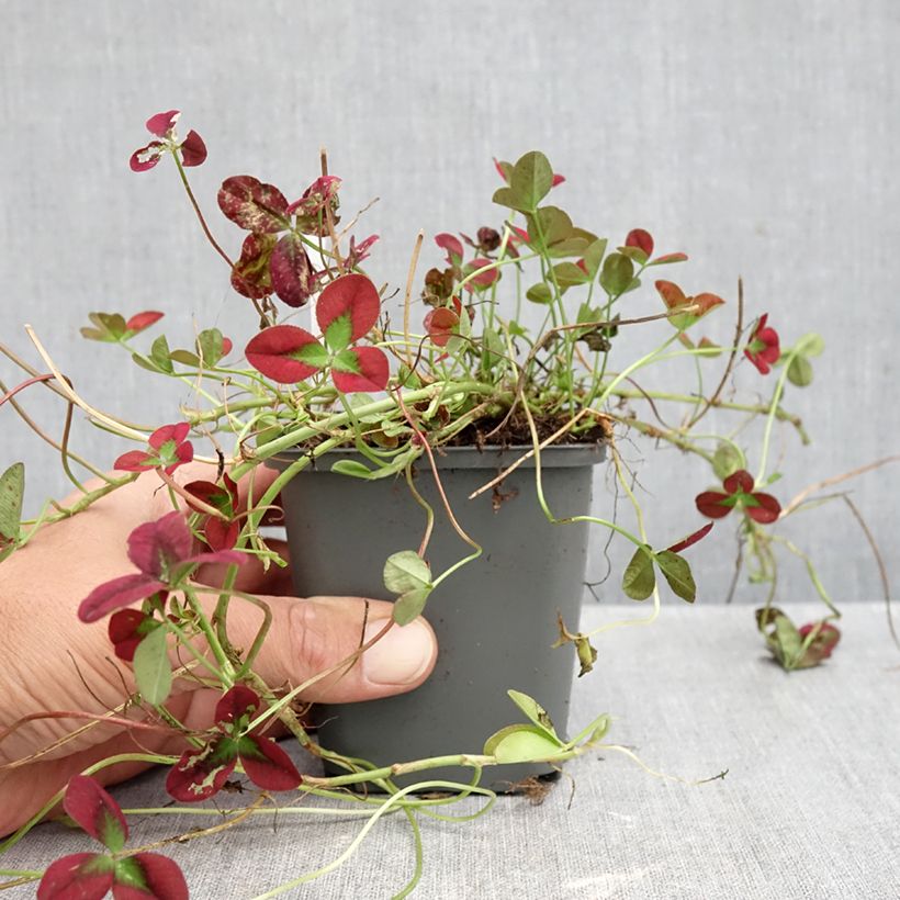Esimerkki syksyllä toimitetusta Valkoapila Isabella 8/9 cm taimiruukku-taimesta