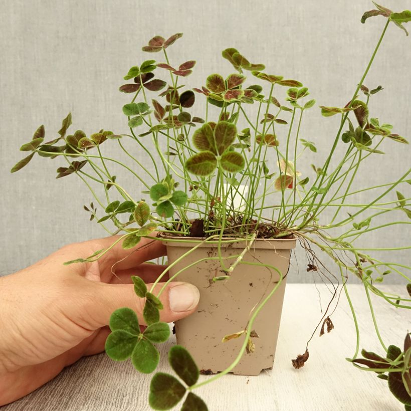 Esimerkki kesällä toimitetusta Valkoapila Pentaphyllum Taimiruukku 8/9 cm-taimesta
