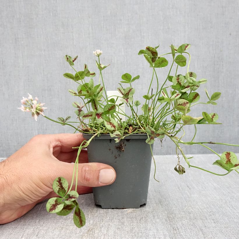 Esimerkki syksyllä toimitetusta Valkoapila Sweet Mike 8/9 cm taimiruukku-taimesta
