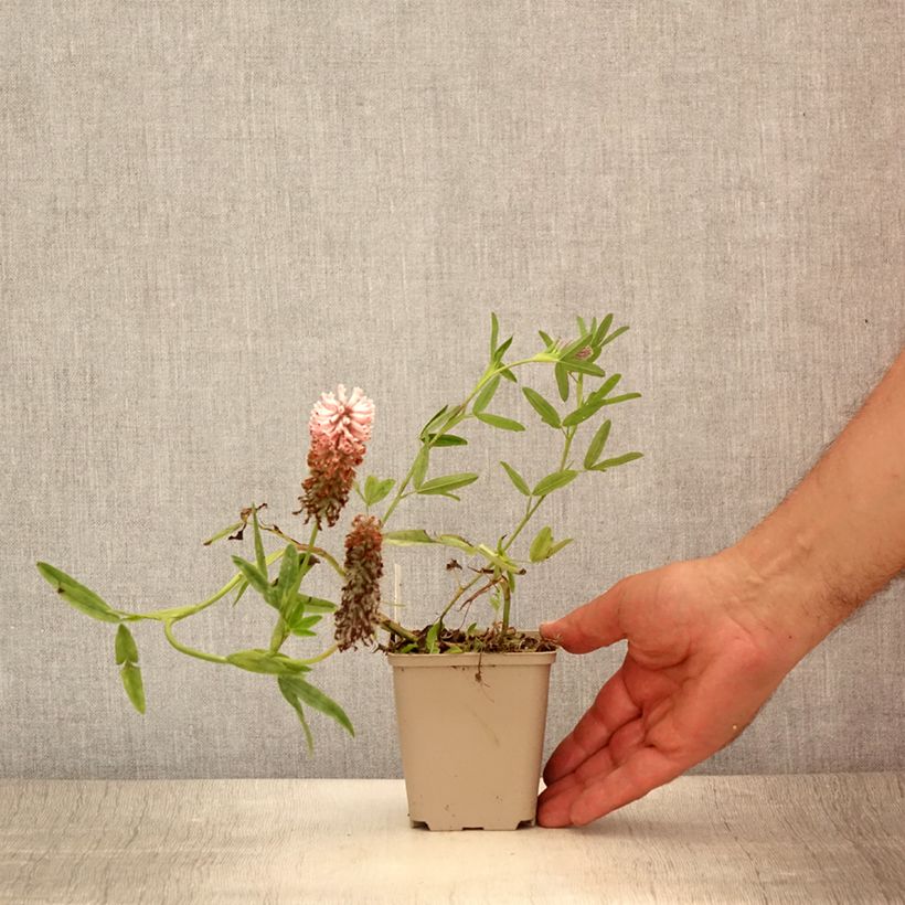 Esimerkki kesällä toimitetusta Rusoapila Peachy Pink Taimiruukku 8/9 cm-taimesta