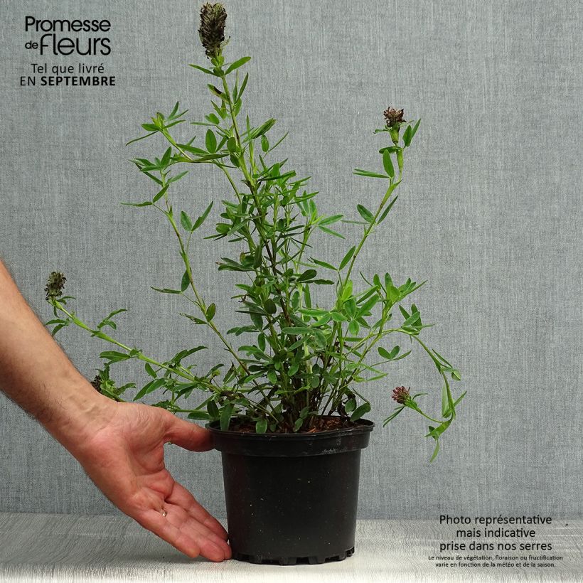 Esimerkki syksyllä toimitetusta Rusoapila - Trifolium rubens 2 litran/3 litran ruukku-taimesta