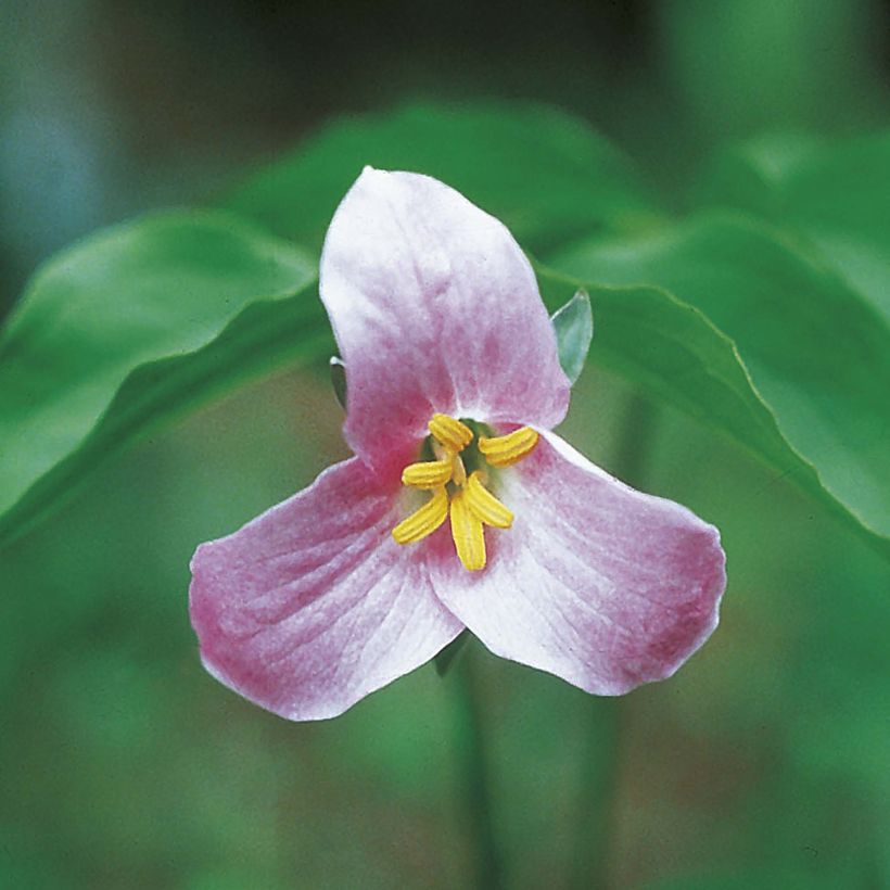 Kolmilehti - Trillium catesbyi (Kukinta)