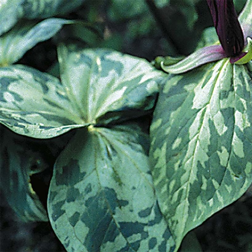 Komeakolmilehti - Trillium cuneatum (Lehvistö)