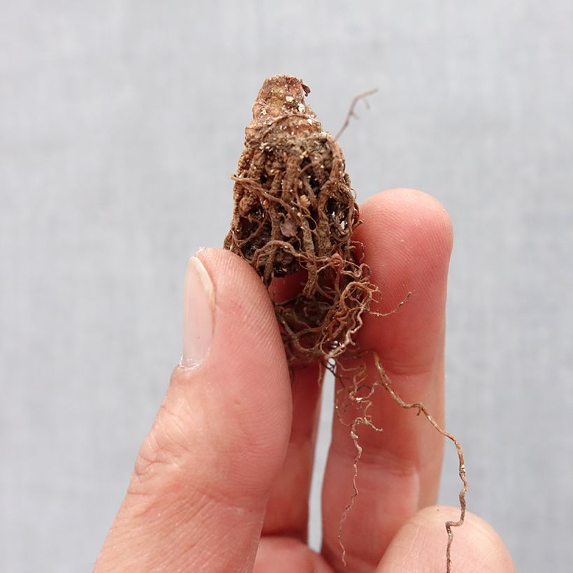 Esimerkki keväällä toimitetusta Punakolmilehti - Trillium erectum Bulbe size I-taimesta
