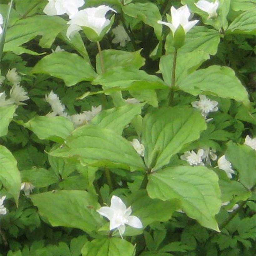 Isokolmilehti Flore Pleno (Lehvistö)