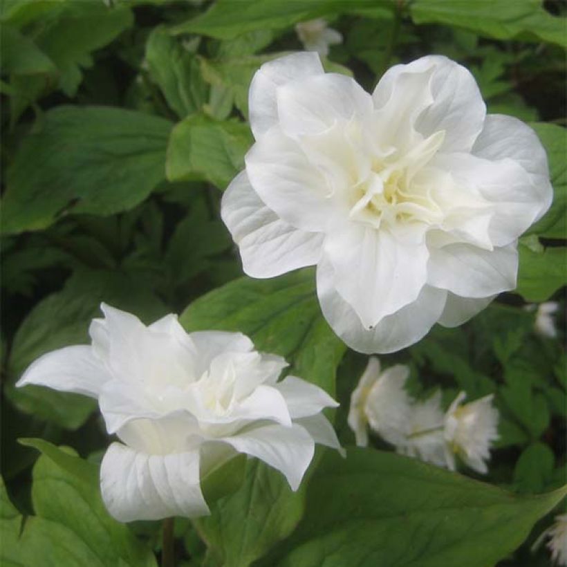 Isokolmilehti Flore Pleno (Kukinta)