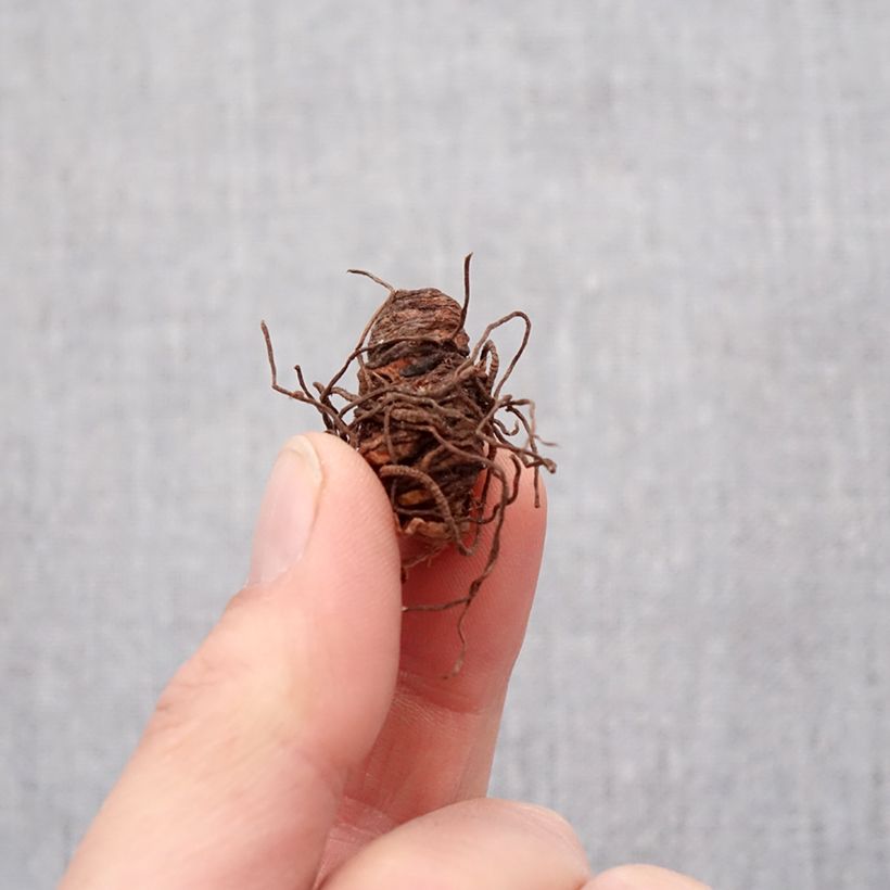 Esimerkki keväällä toimitetusta Isokolmilehti Flore Pleno Bulbe size I-taimesta