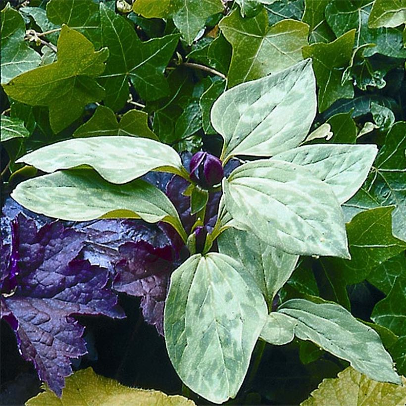 Kolmilehti - Trillium recurvatum (Kukinta)