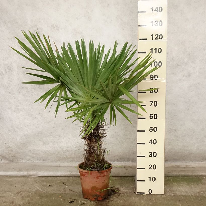 Esimerkki syksyllä toimitetusta Trithrinax campestris 7,5 litran / 10 litran ruukku-taimesta