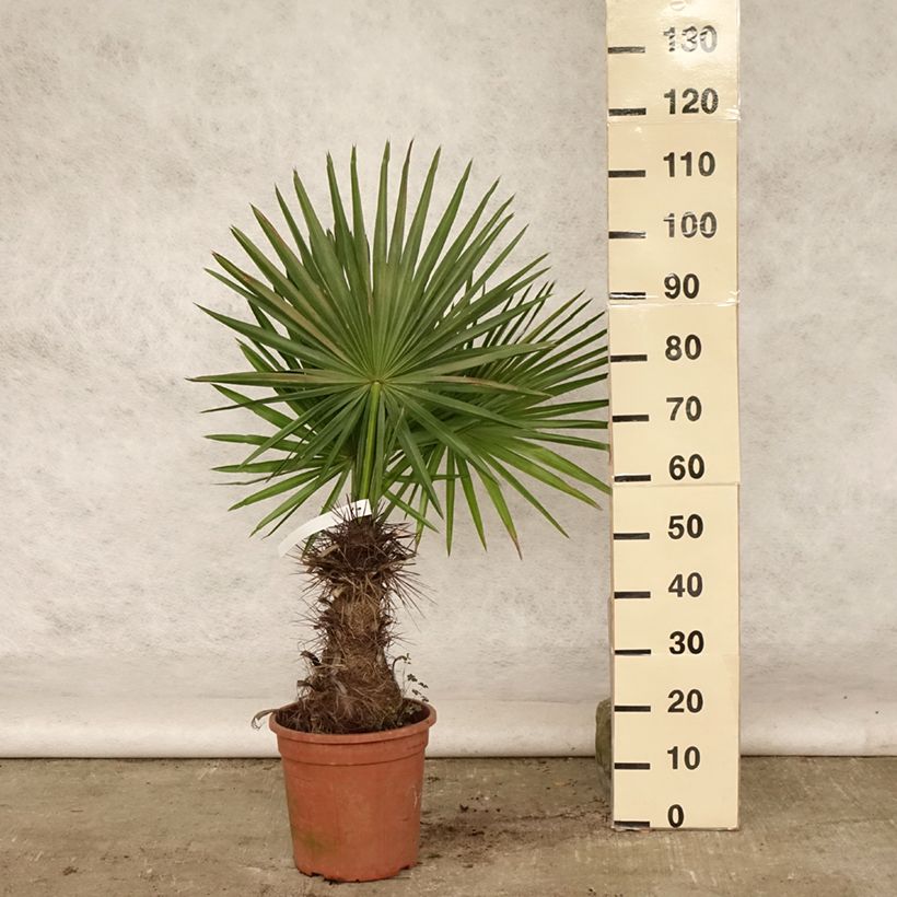 Esimerkki kesällä toimitetusta Trithrinax campestris Pot de 7,5L/10L-taimesta
