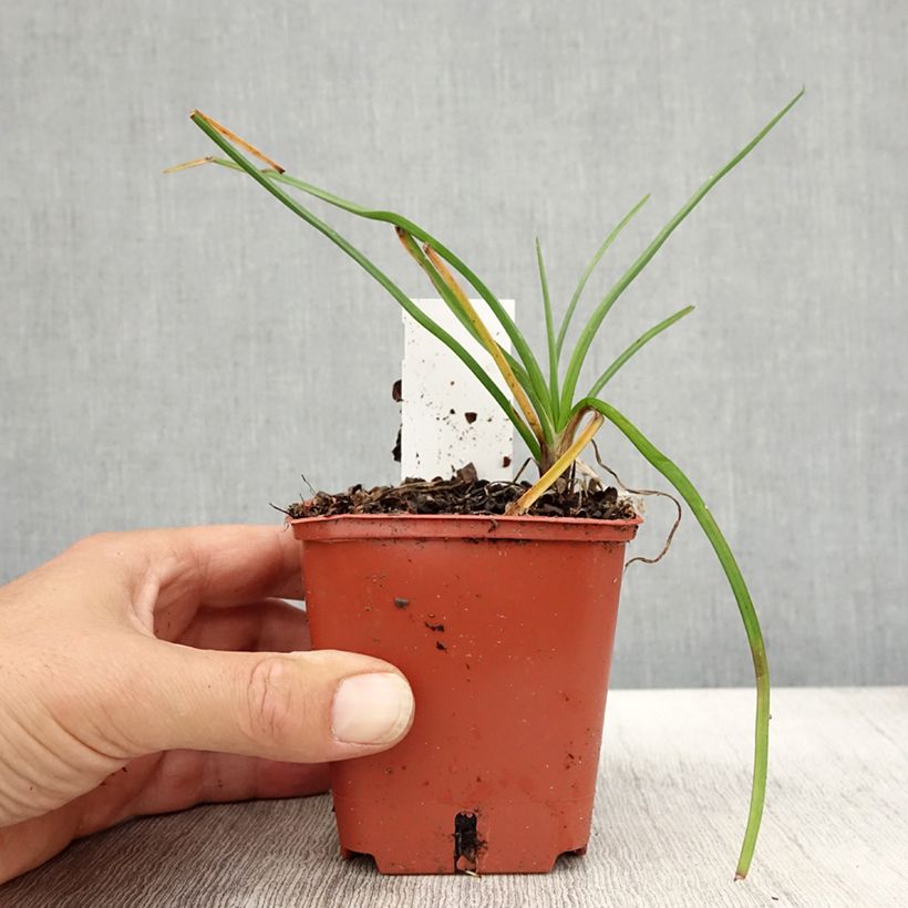 Esimerkki syksyllä toimitetusta Tritoma - Kniphofia Mango Popsicle Godet de 8/9 cm-taimesta