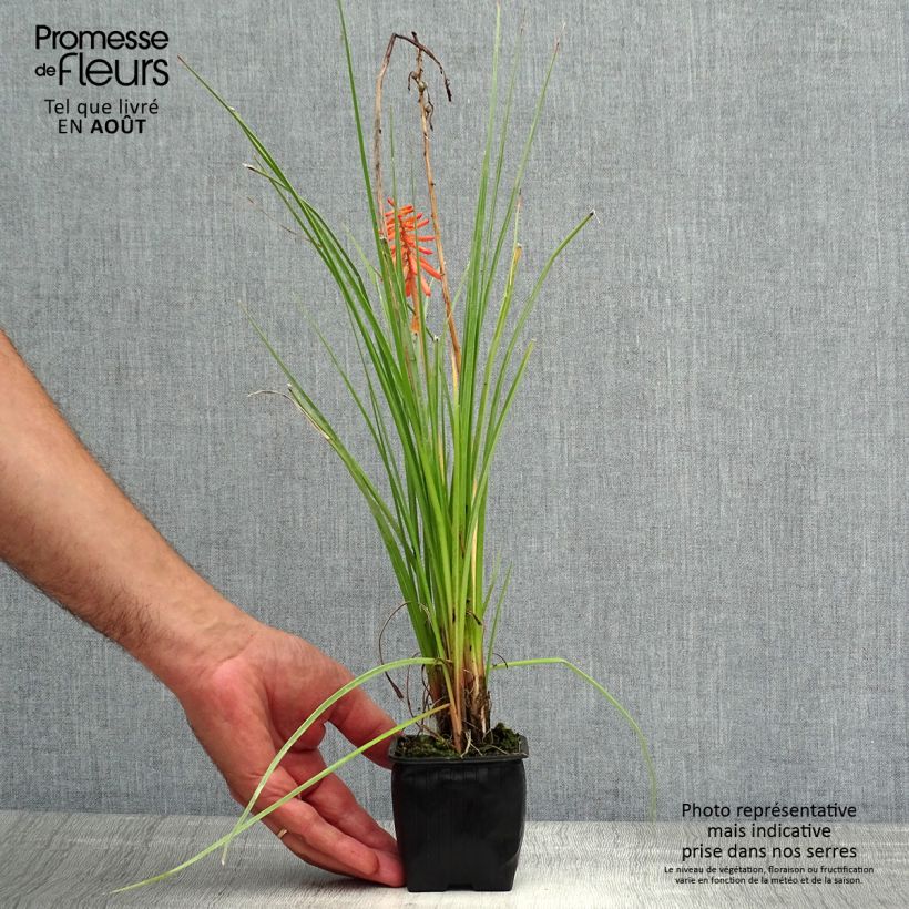 Esimerkki kesällä toimitetusta Soihtulilja Papaya Popsicle Godet de 8/9 cm-taimesta