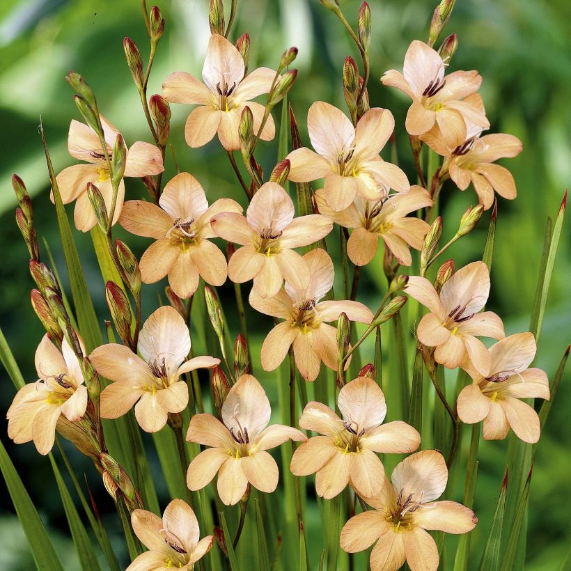 Tritonia laxifolia (Kukinta)