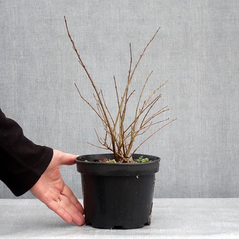 Esimerkki talvella toimitetusta Troène commun - Ligustrum vulgare Lodense Pot de 3L/4L-taimesta