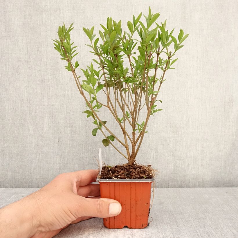 Example of Aitalikusteri Lodense Godet de 8/9 cm as you get in printemps