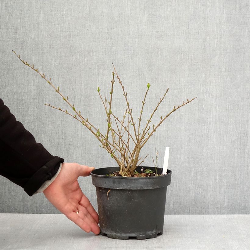 Example of Aitalikusteri Lodense Pot de 3L/4L as you get in printemps