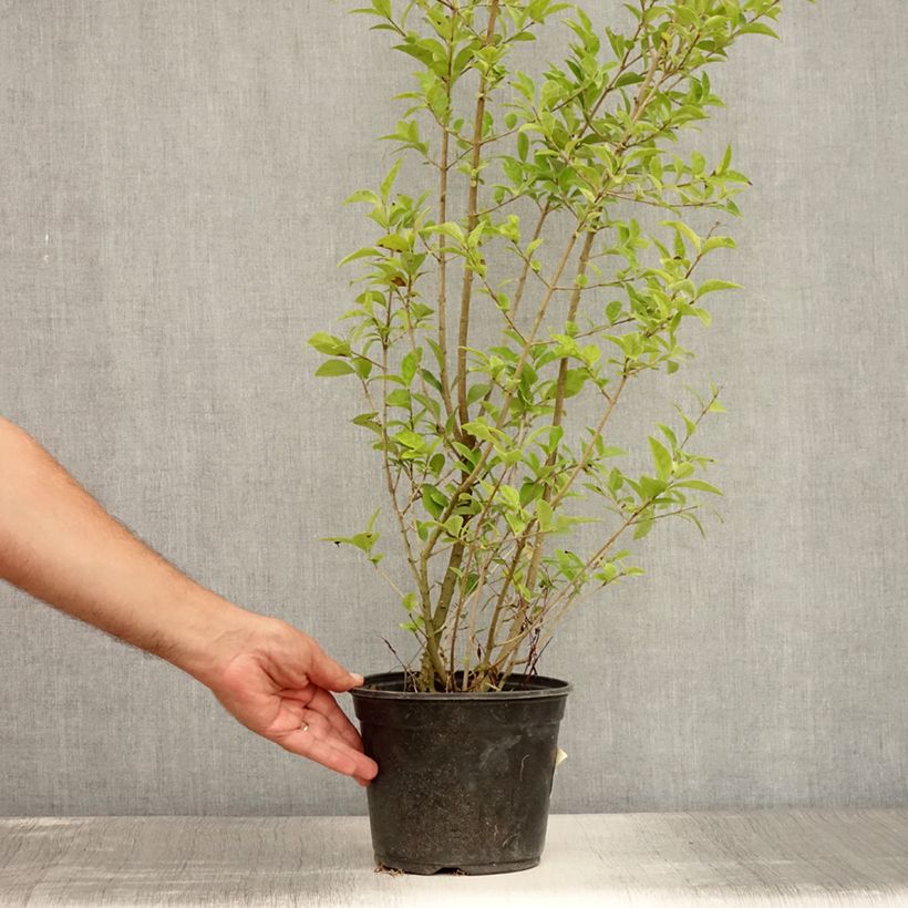 Esimerkki kesällä toimitetusta Soikkolikusteri Lemon Lime Pot de 2L/3L-taimesta