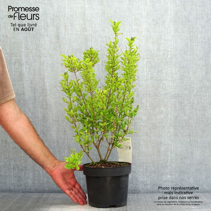 Esimerkki kesällä toimitetusta Soikkolikusteri Green Diamond Pot de 2L/3L-taimesta