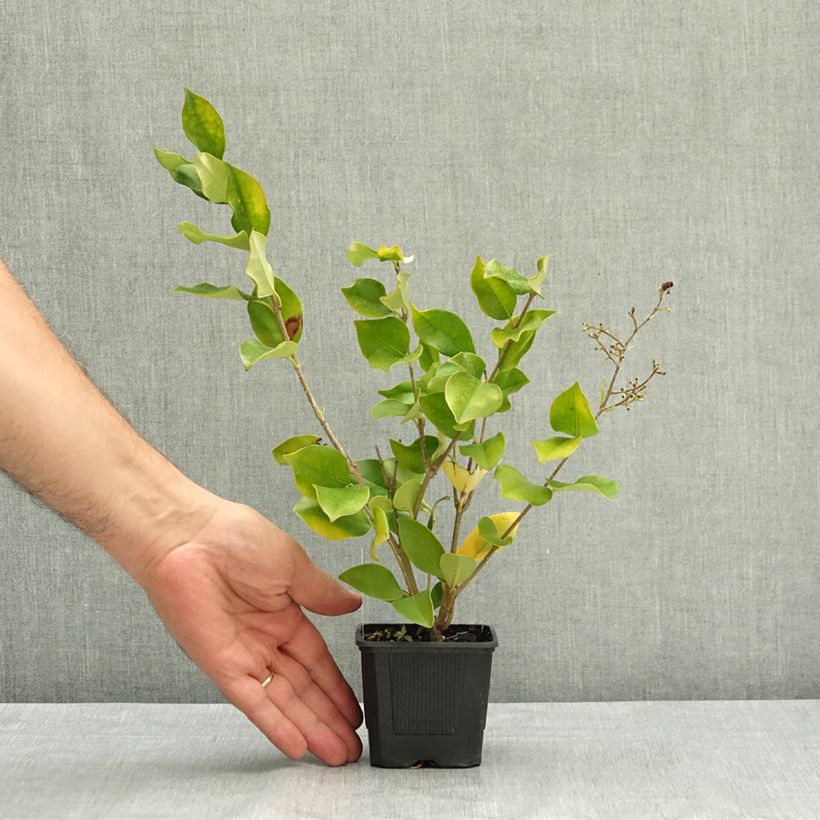 Esimerkki kesällä toimitetusta Kiiltolikusteri - Ligustrum lucidum 8/9 cm taimiruukku-taimesta