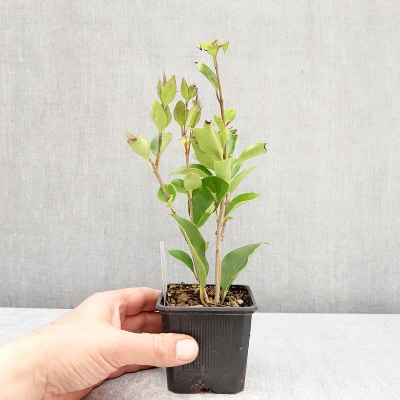 Esimerkki keväällä toimitetusta Kiiltolikusteri - Ligustrum lucidum Taimiruukku 8/9 cm-taimesta