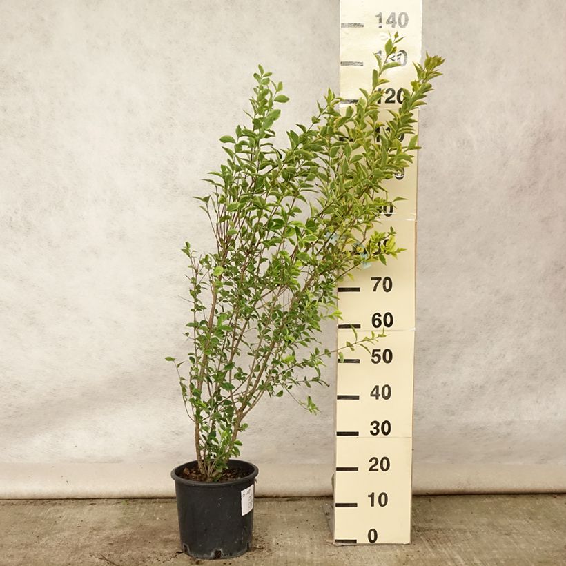 Esimerkki kesällä toimitetusta Soikkolikusteri Aureum Ruukku 7,5L / 10L-taimesta