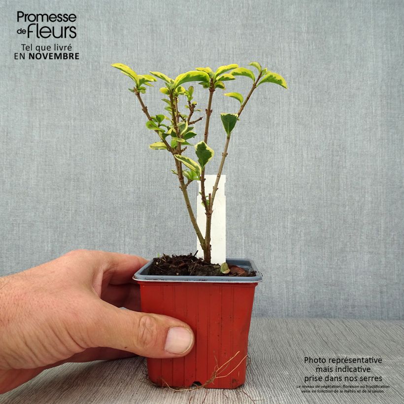 Esimerkki syksyllä toimitetusta Soikkolikusteri Aureum 8/9 cm taimiruukku-taimesta
